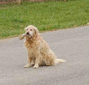 rufus2.jpg